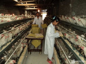 滄源縣畜牧漁業(yè)飼料銷(xiāo)售助力產(chǎn)業(yè)健康發(fā)展